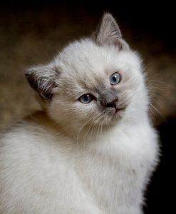 Dreamy eyes. Jonge kitten poes/kat poserend in de camera
