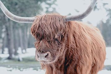 Schotse Hooglander veeportret in de sneeuw van Sjoerd van der Wal