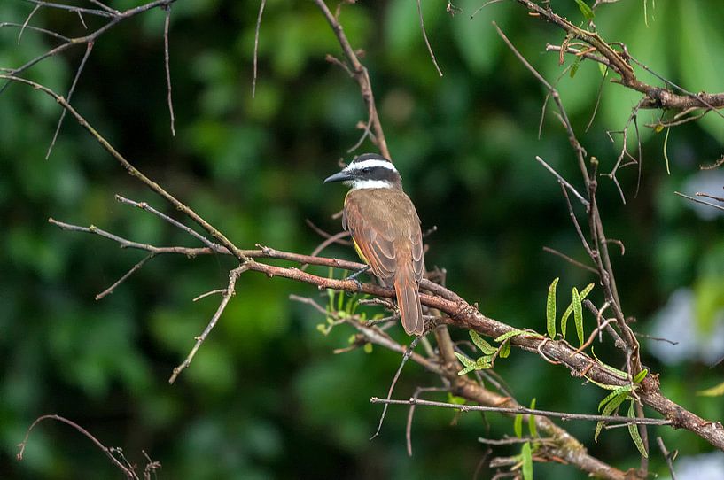 Grote kiskadie van Maarten Verhees