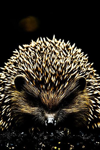 Close-up van een stekelige egel