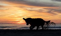 Silhouet van gravende hond aan het strand