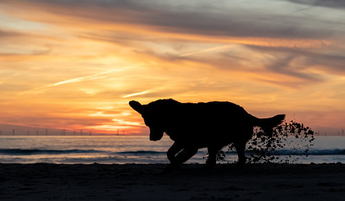 Silhouette eines buddelnden Hundes am Strand