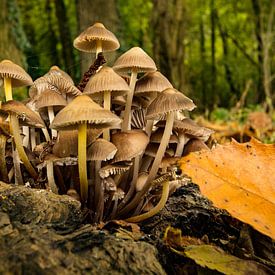 Pilze im Edelkastanie Wald von Peter Karels