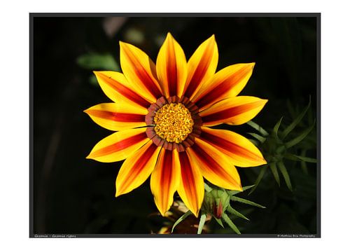 Gazania - A3