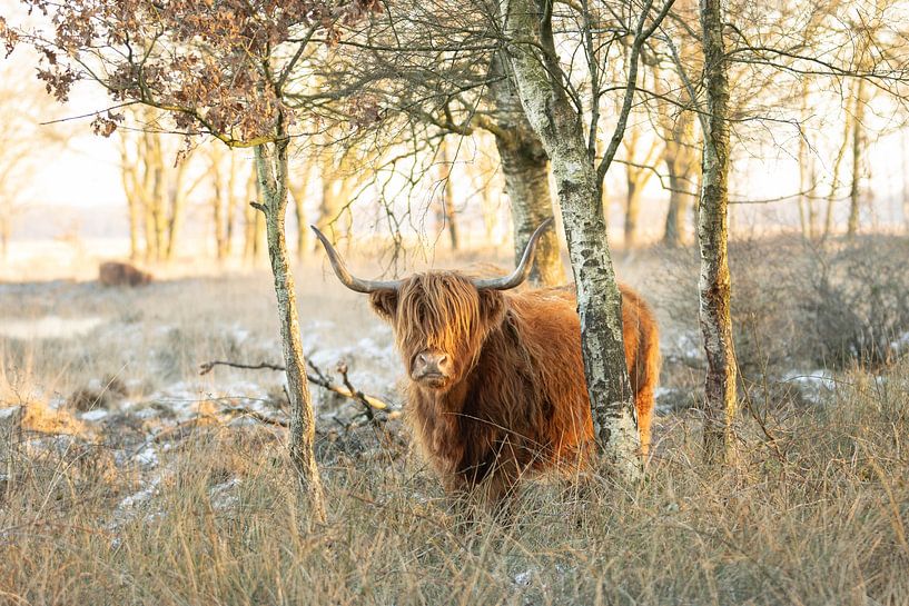 Scottish highlander among trees in the snow by KB Design & Photography (Karen Brouwer)