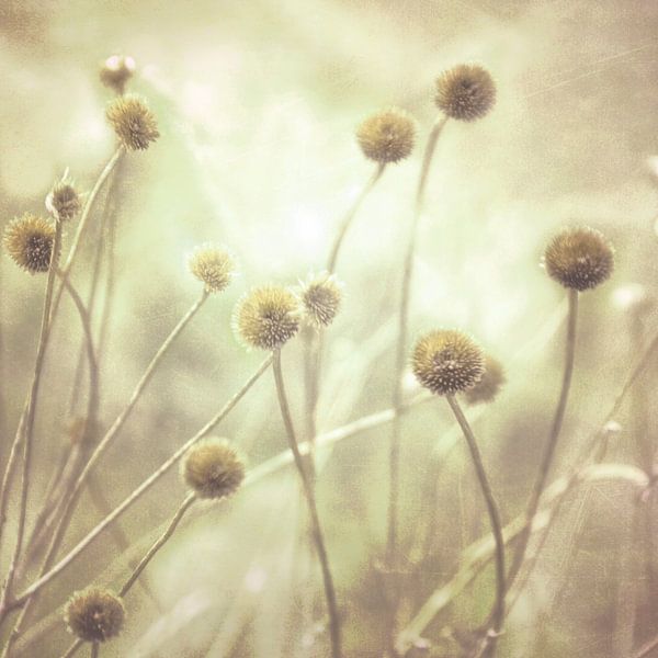 Nordic Dancers by Claudia Moeckel