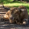 Highlander écossais dans la région de Huis te Heide, dans le Brabant septentrional. sur Evelien Huisman