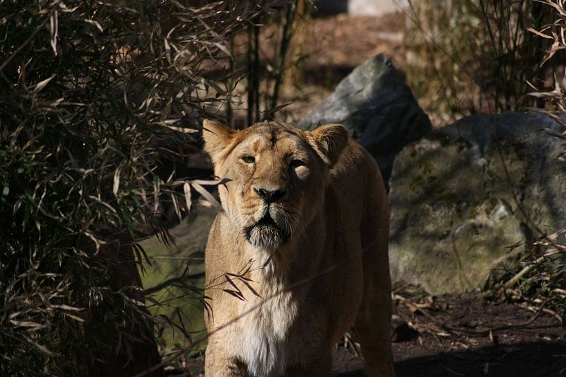 Koning(in) van de jungle! by Angelo de Bruin