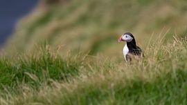Puffin in the grass by Anges van der Logt