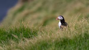 Papageientaucher im Gras