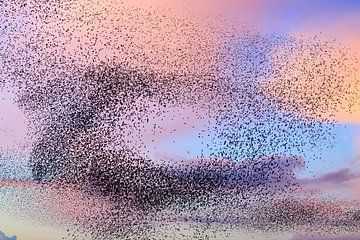 Spreeuwen tijdens zonsondergang aan het eind van de dag van Sjoerd van der Wal Fotografie