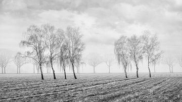 Paysage d'hiver avec de beaux arbres dans Champ_2 brumeux sur Tony Vingerhoets