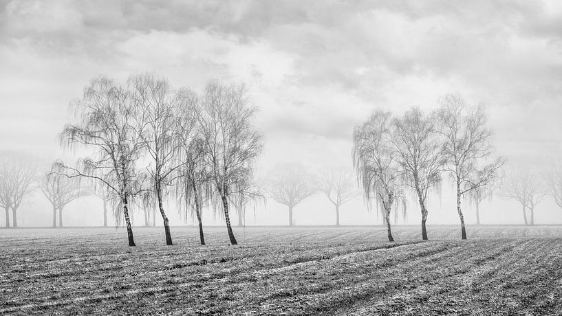 Paysage d'hiver avec de beaux arbres dans Champ_2 brumeux par Tony Vingerhoets