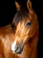 Pferde und Ponys