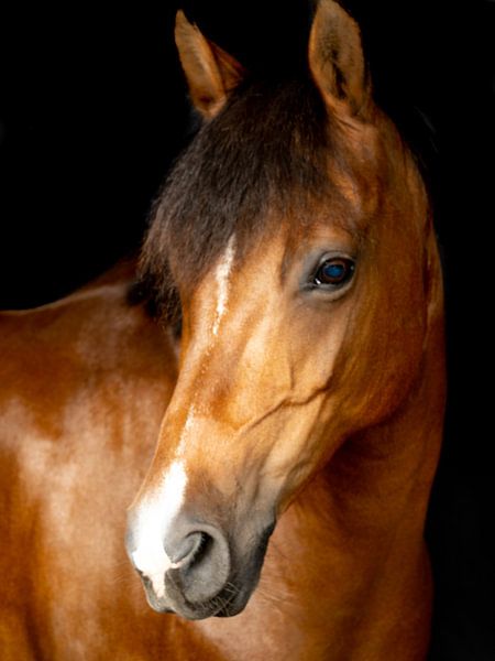 horses and ponies by Maaike Krimpenfort