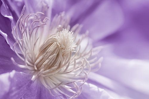 Clematis Paars