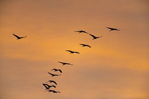 Kranichvögel fliegen im Sonnenuntergang im Herbst