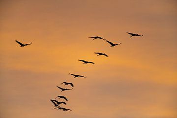 Kraanvogels vliegen in een zonsondergang tijdens de herfst