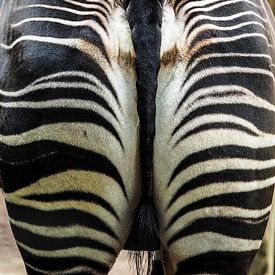Zebra : Diergaarde Blijdorp van Loek Lobel