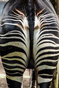 Zèbre : Zoo de Blijdorp