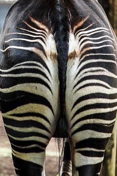 Zebra : Blijdorp Zoo by Loek Lobel