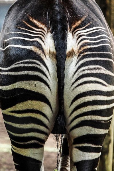 Zebra : Tierpark Blijdorp von Loek Lobel