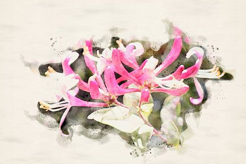 Kamperfoelie in bloei