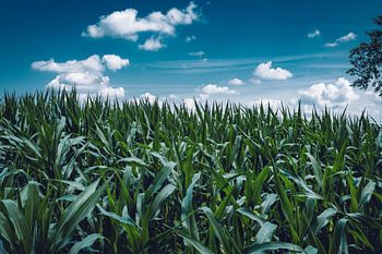 Das Kornfeld Ihrer Träume