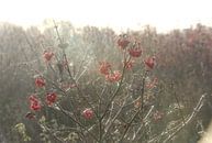Beeren der Gelderland-Rose im Morgenlicht von Jurjen Jan Snikkenburg Miniaturansicht