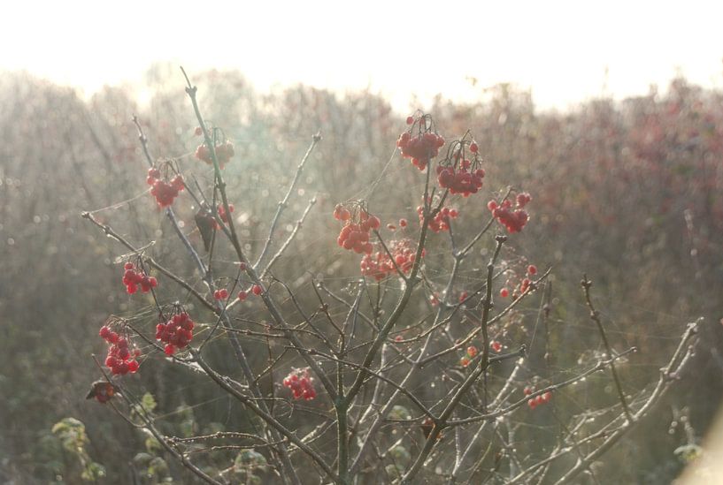 Baies de la rose de Gueldre dans la lumière du matin par Jurjen Jan Snikkenburg