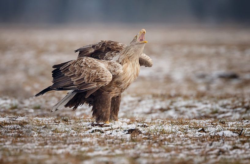 White tailed eagle by Menno Schaefer