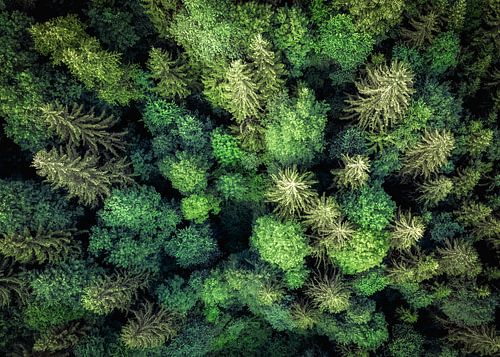 Tree of Life | Autriche sur Bastiaan Stolk