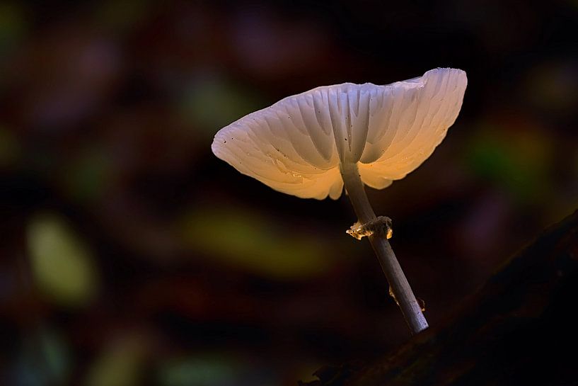 champignon de porcelaine à la lumière par Petra Vastenburg