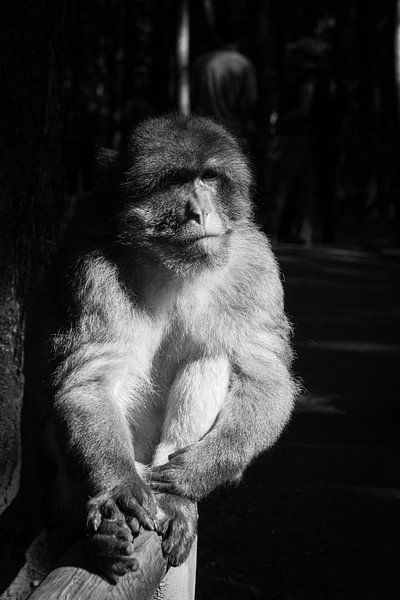 Singe par MiNeun-Fotografie