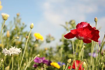 een klaproos closeup en andere wilde bloemen in een akkerrand  holland en een blauwe lucht in the ac van Angelique Nijssen