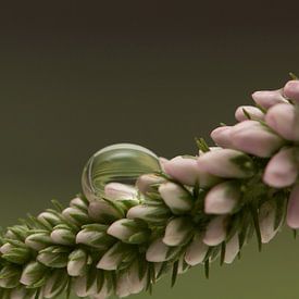 drops on flower van Natasja Haandrikman