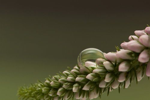 drops on flower by Natasja Haandrikman