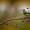 Oiseau mésange bleue sur Patrick Reymer