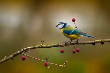 Blaumeisenvogel von Patrick Reymer
