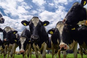 Vaches