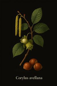 Hazelaar (Corylus avellana)