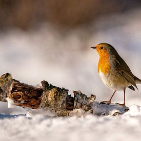 Robin dans la neige sur Mieke Geurts-Korsten