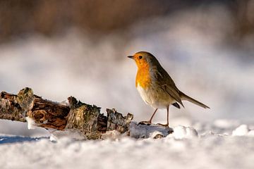 Robin in the snow by Mieke Geurts-Korsten