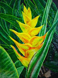 Fleur d'héliconia jaune