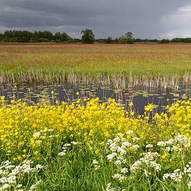 Frühlingsblumen in der Wieden von Dick Doorduin