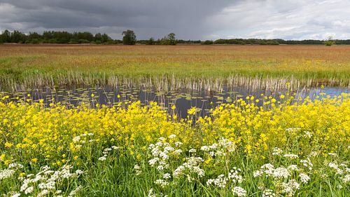Fleurs de printemps dans la région de Wieden sur Dick Doorduin