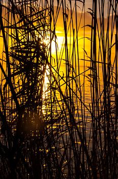 Rietkraag aan het IJsselmeer bij zonsopkomst