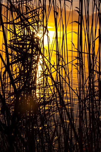 Rietkraag aan het IJsselmeer bij zonsopkomst