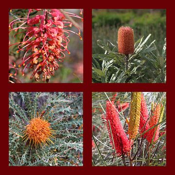 Collage van Australische Proteaceae bloemen van Ines Porada