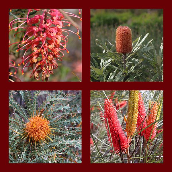 Collage Australischer Wildblumen (Silberbaumgewächse) von Ines Porada